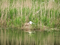 Putbus Park