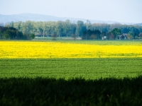 Insel Rügen_Korn und Löwenzahnblüte_aa200938