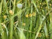 Insel Rügen_Gras mit Tau_AA210975