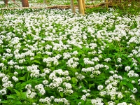 Putbus_Insel Rügen_ Bärlauchwiese im Schlosspark_2 (23)