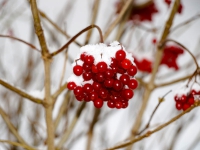 Schneeballbeeren im Winter_(38)