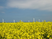 Insel Rügen_Windräder im Rapsfeld bei Altefähr_P5234859