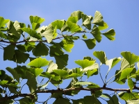 gingko_mfw13__022488