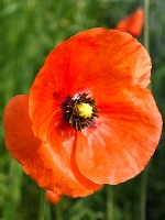 Klatsch_Mohn_AA082091