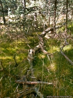 naturbelassener Wald auf Ruegen_