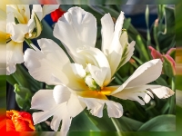 tulpe_mfw13__018395R