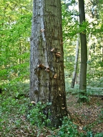 mit Hallimasch infizierter Baum__A102556