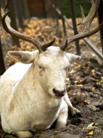 Wildpark Lüneburger Heide