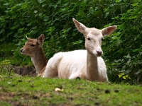 Wildpark Lüneburger Heide