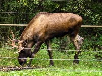 Wildpark Lüneburger Heide