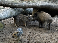 Wildpark Lüneburger Heide