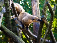 Wildpark Lüneburger Heide