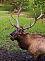 Wildpark Lüneburger Heide