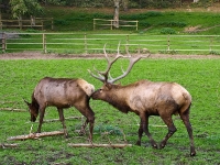 Wildpark Lüneburger Heide