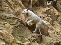 polarwolf_A031005