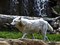 polarwolf_A031012