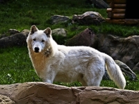 polarwolf_A031013