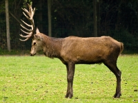 Wildpark Lüneburger Heide