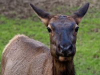 Wildpark Lüneburger Heide