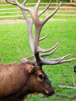 Wildpark Lüneburger Heide