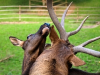 Wildpark Lüneburger Heide