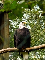 seeadler_A030900