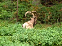 Wildpark Lüneburger Heide