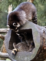 Wildpark Lüneburger Heide