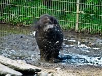 Wildpark Lüneburger Heide