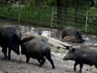 Wildpark Lüneburger Heide