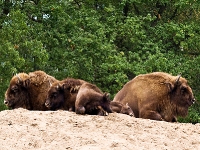 Wildpark Lüneburger Heide