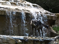 Wildpark Lüneburger Heide