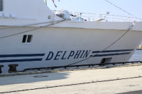 Delphin